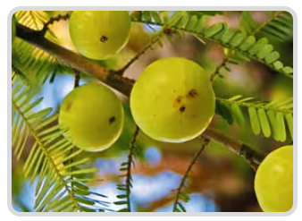 Amla