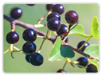 Maqui Berry