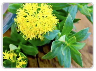 Rhodiola