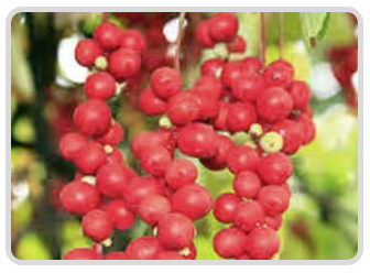 Schisandra
