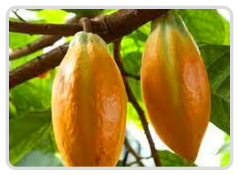 Theobroma Cacao