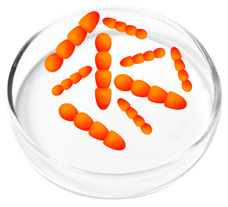 Lactobacillus Crispatus