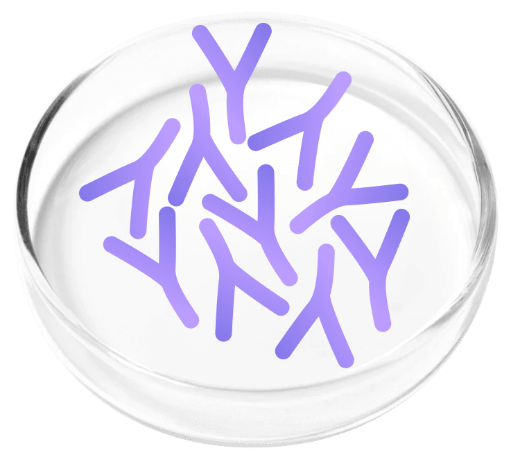 Lactobacillus Plantarum