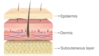 NativePath Skin Renewal Science