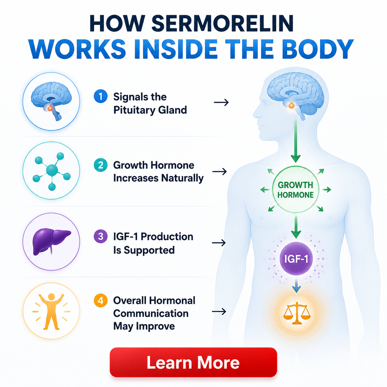 How Sermorelin Works Inside the Body