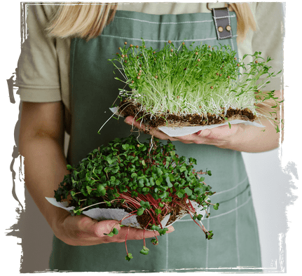 Mastering Microgreens Pdf