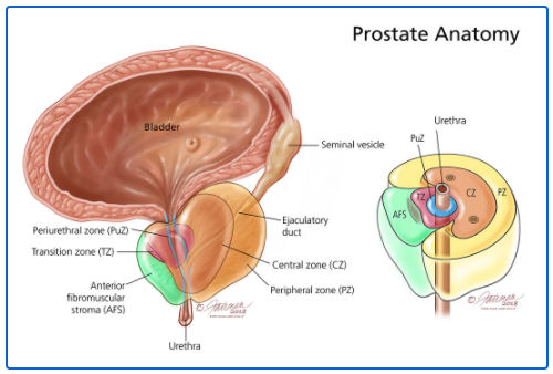 The Prostate Protocol Download