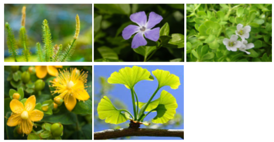 SonoVive Ingredients SonoVive Ingredients