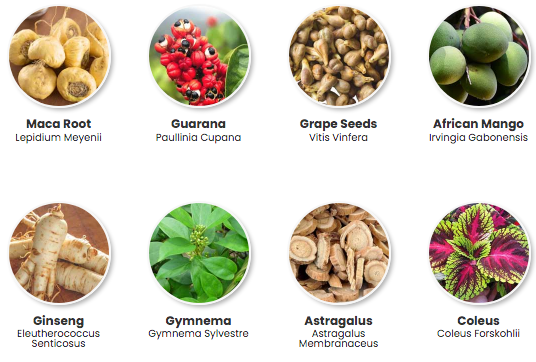 BeLiv Blood Sugar Support Ingredients